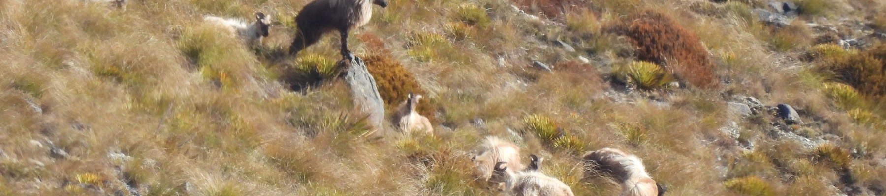 A Girl and the call of the Tops Kate Aynsley v2