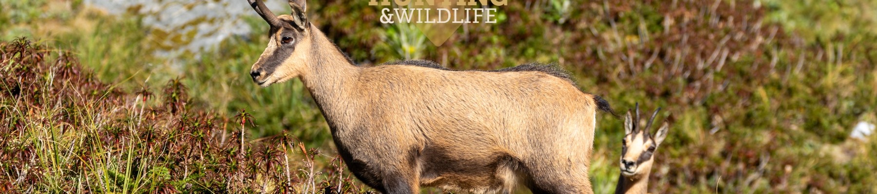 Alpine Chamois