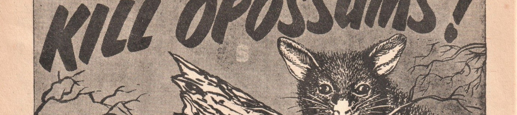 Possums in New Zealand 6