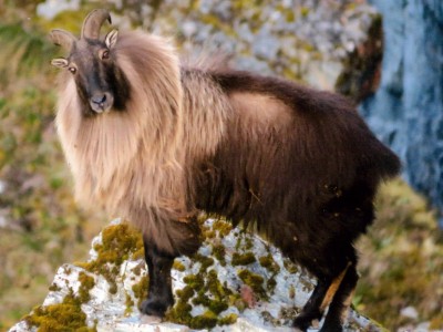 18 v2. Tahr bull Image Hayden Breakwell